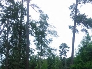 Wildwood Apartments Thomasville GA Lake